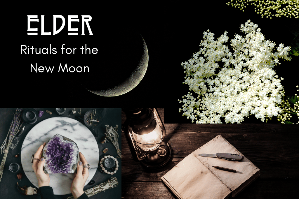 Herbal Rituals for the New Moon: Elder