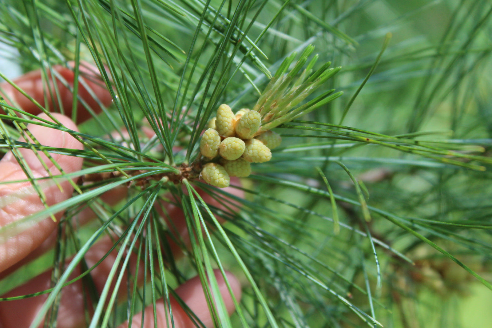 White Pine