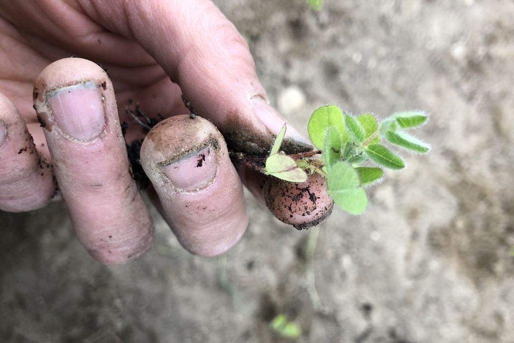 Astragalus Energetics Clearance