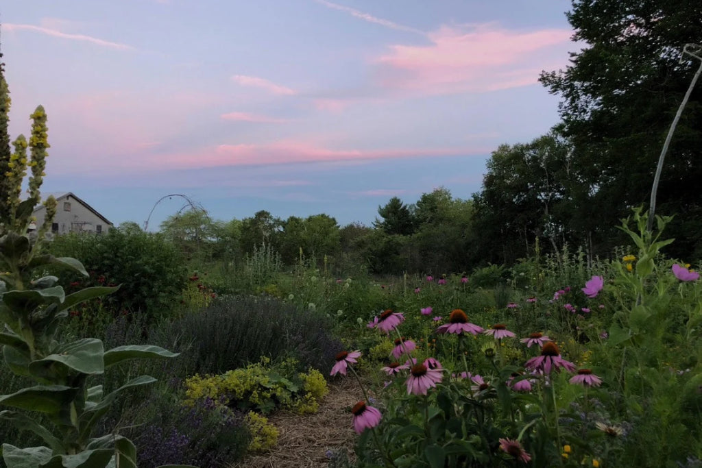 Between the Seen and Unseen: Herbal Rituals for Remembrance and Dreamwork