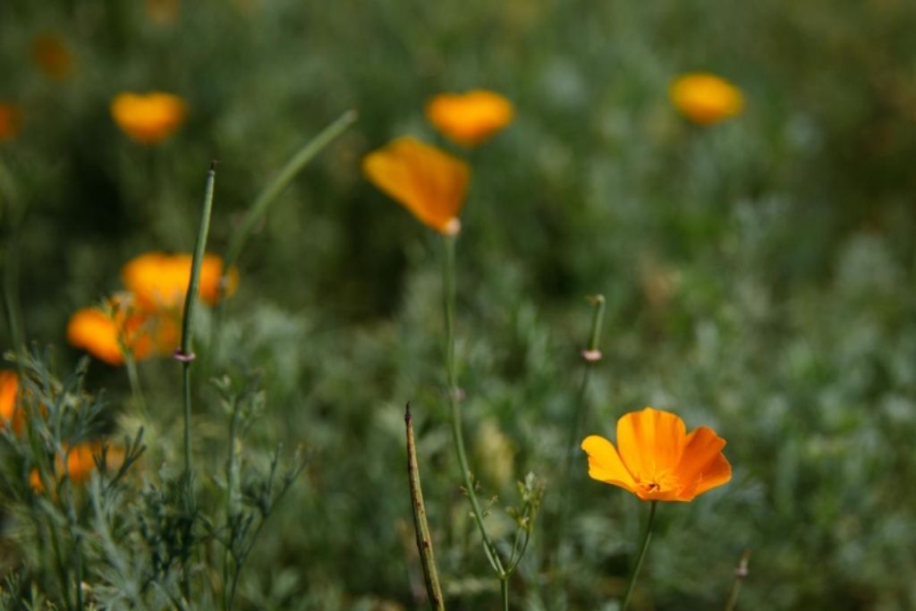 California Poppy