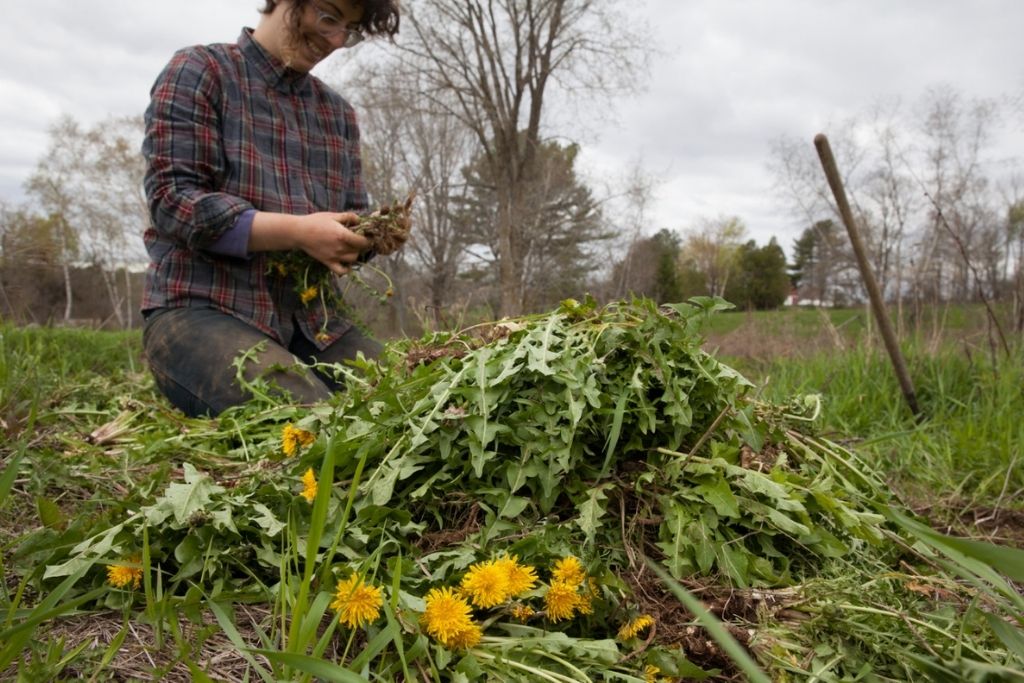 Making + Using Dandelion Oil