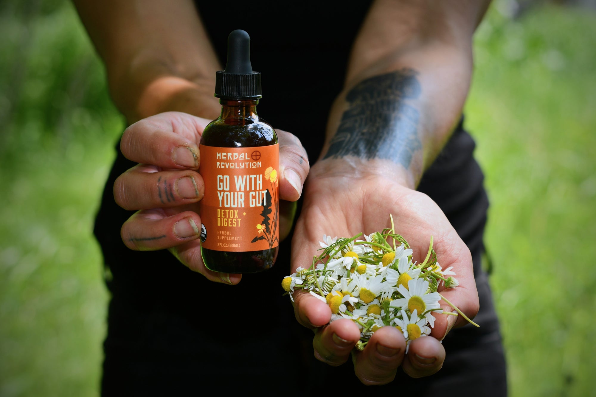 Everything Is Connected: How Gut Health, Immunity, and Herbal Medicine Work Together