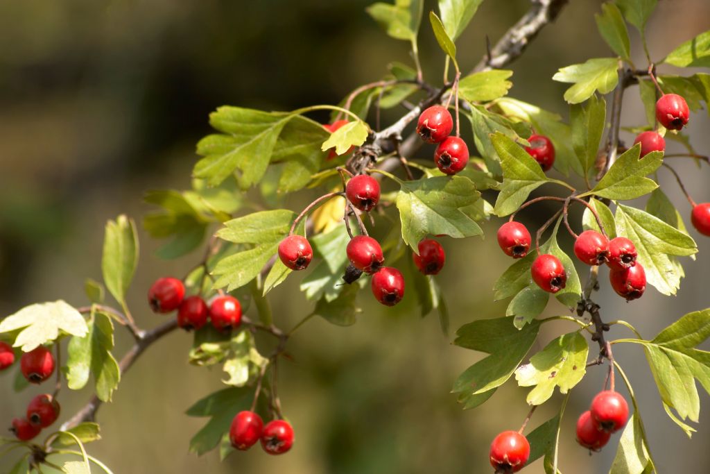 Hawthorn