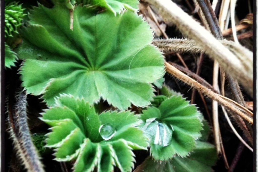 Lady's Mantle