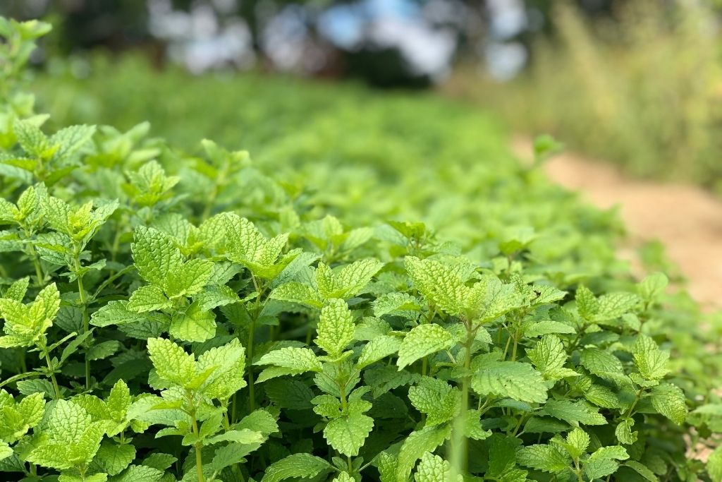 Lemon Balm