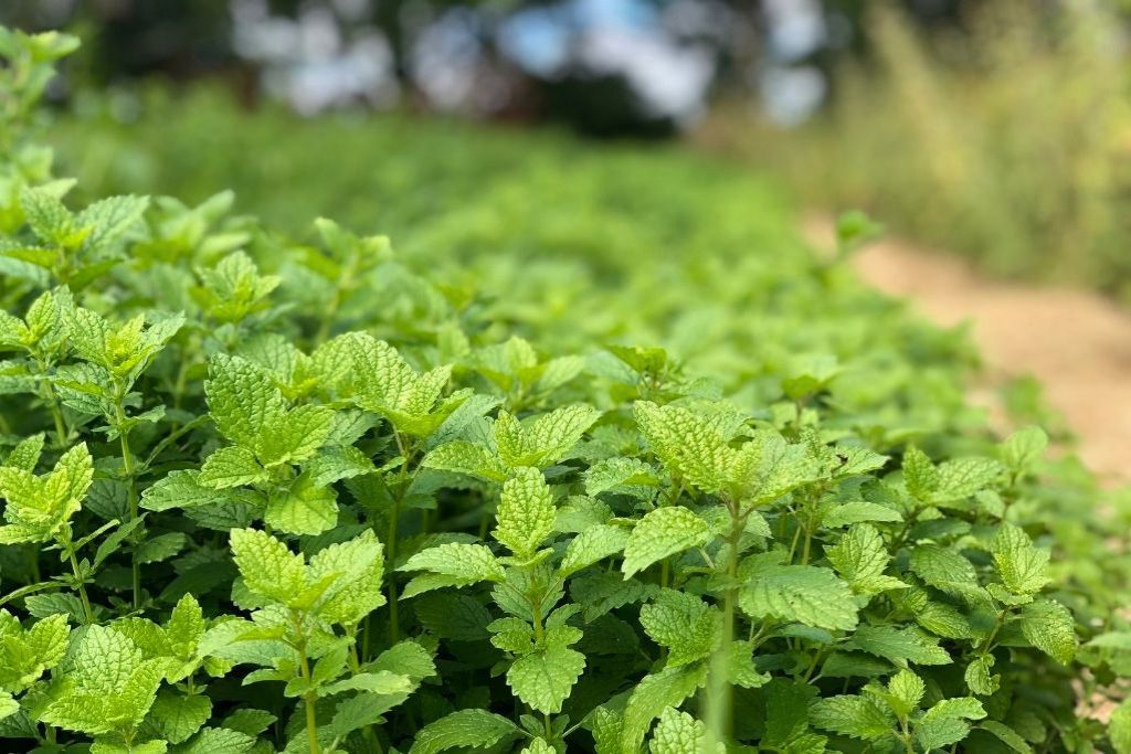 A closeup of a lush green low of lemon balm and a mulch path in the background at the Herbal Revolution farm in Union, Maine