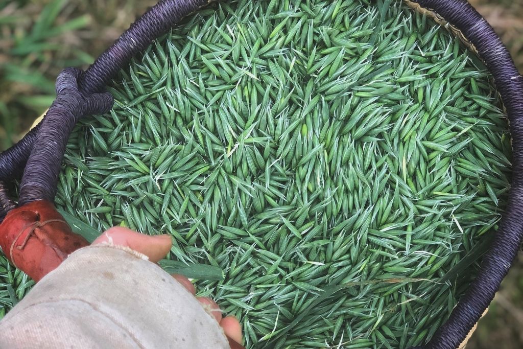 Milky Oat Tops + Oats