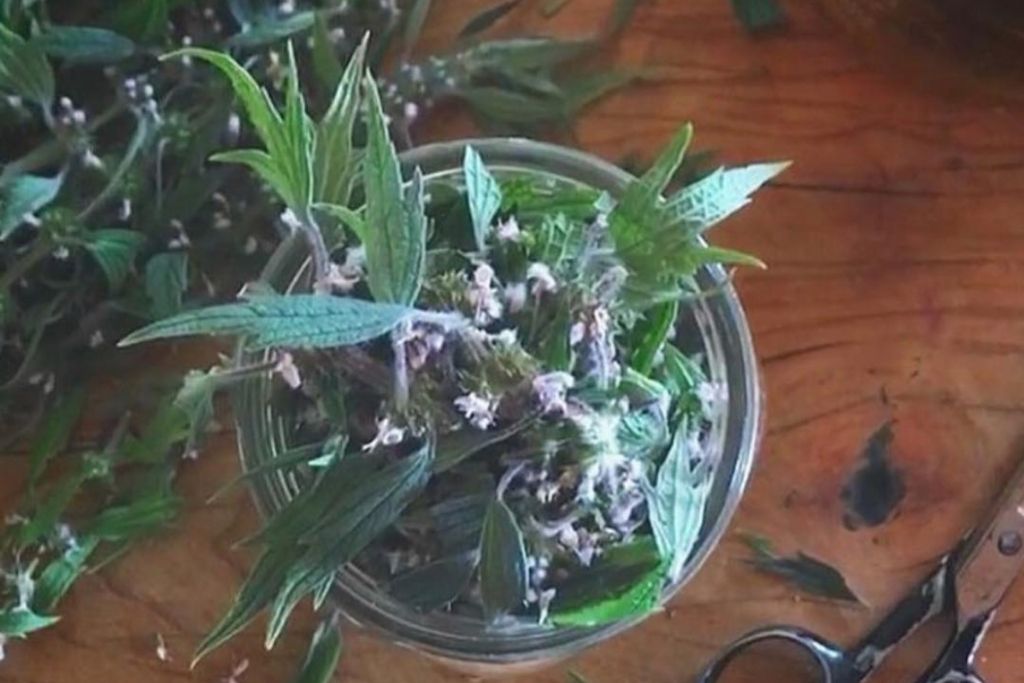 Motherwort