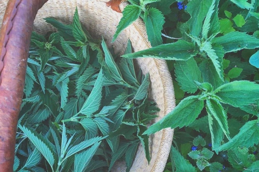 Nettle