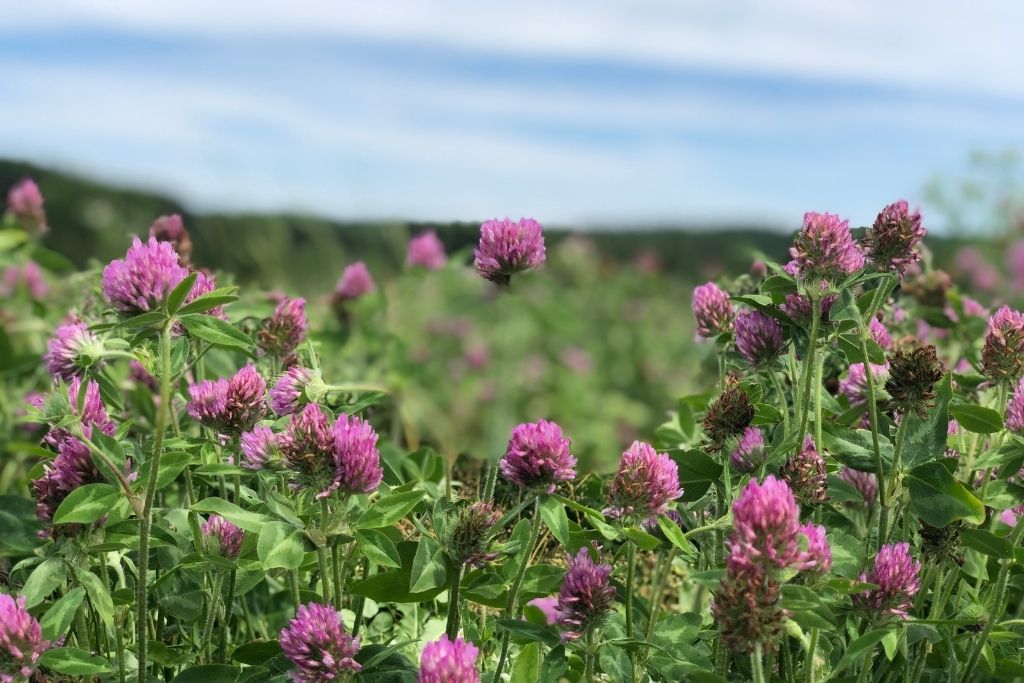 Red Clover Blossom