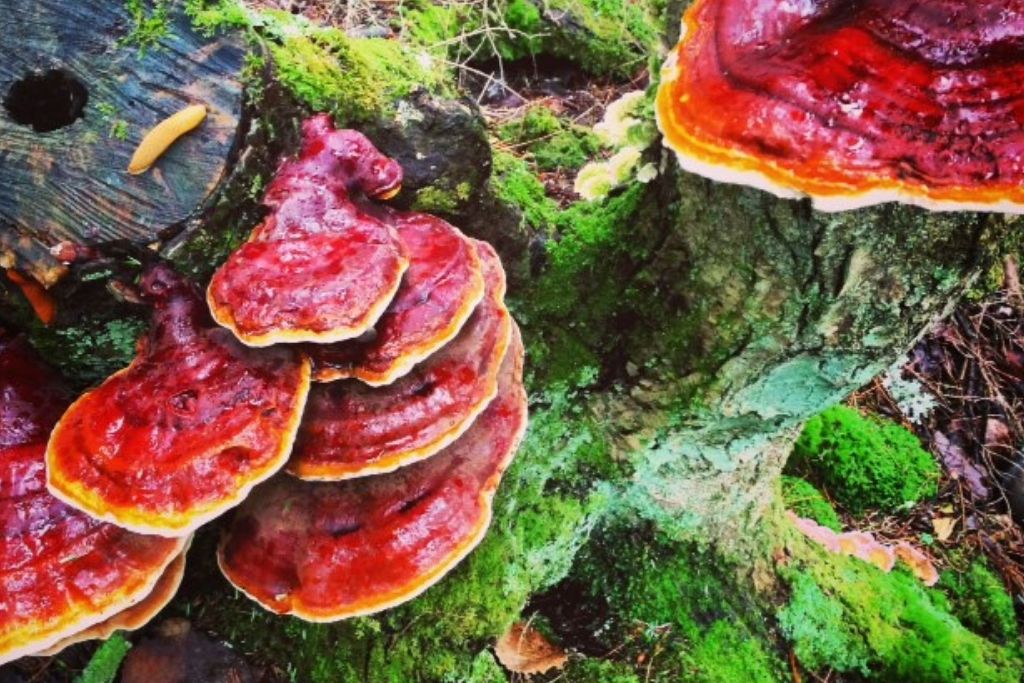 Reishi