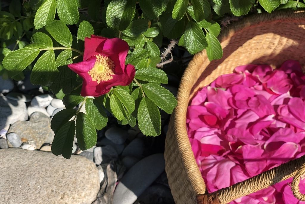 Rose