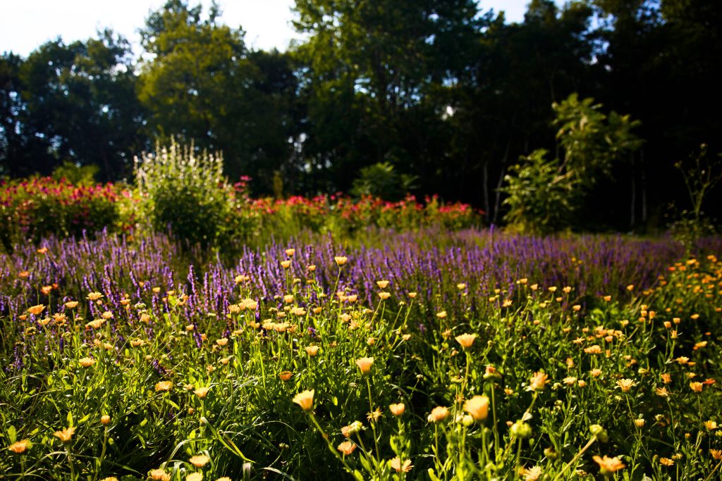 Summer Solstice on the Farm: Herbs, Harvests and the Longest Day