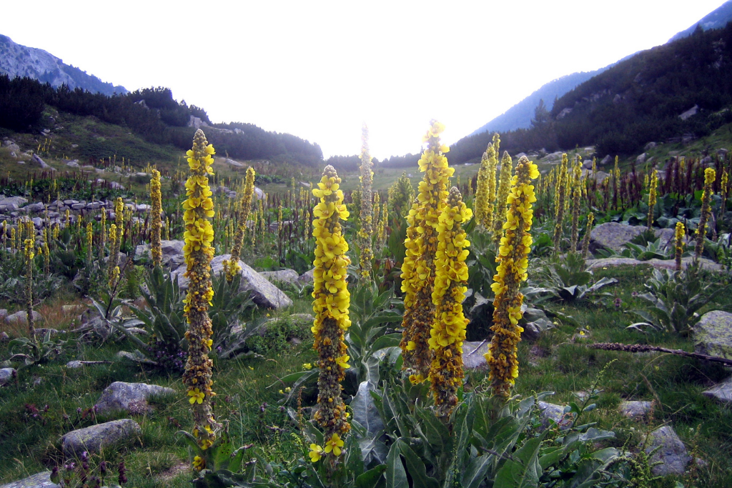 Mullein