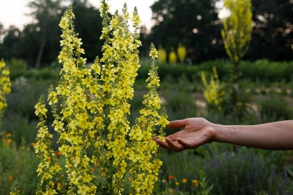 Herbal Allies for Respiratory Health, Nervous System and Heart Support