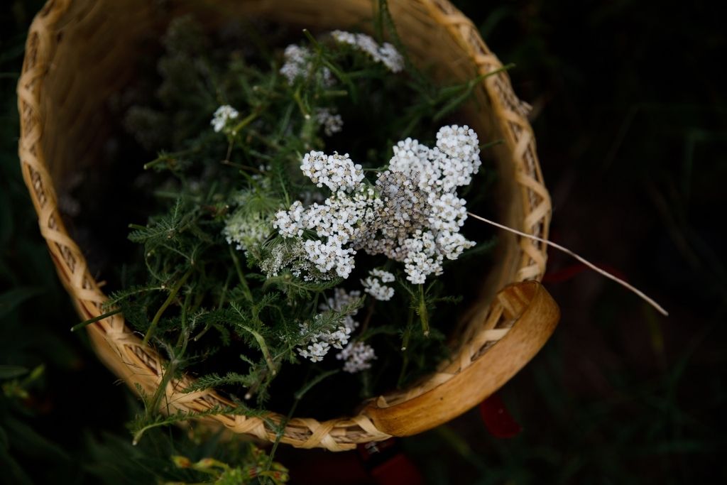 Yarrow