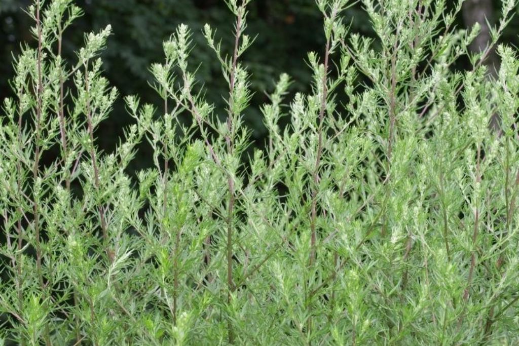 Fresh green growing Mugwort on the farm