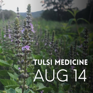 Tulsi Medicine Workshop: An Herbal Ally for Modern Times