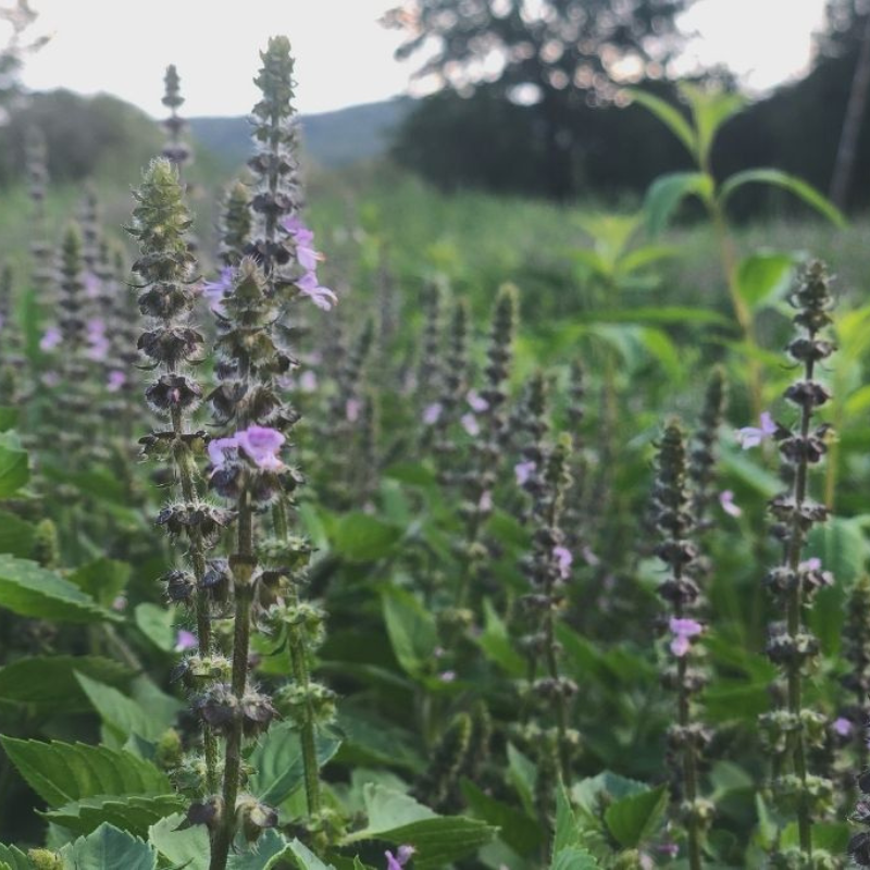 Tulsi Medicine Workshop: An Herbal Ally for Modern Times