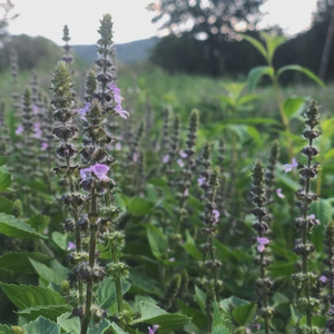 Tulsi Medicine Workshop: An Herbal Ally for Modern Times