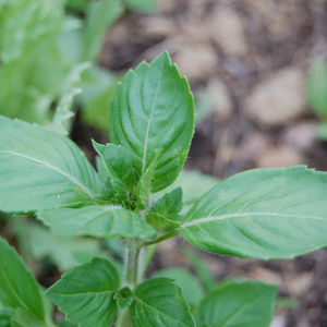 Tulsi Medicine Workshop: An Herbal Ally for Modern Times