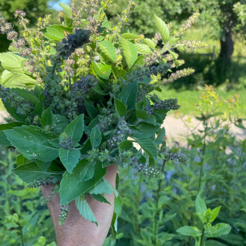 Tulsi Medicine Workshop: An Herbal Ally for Modern Times