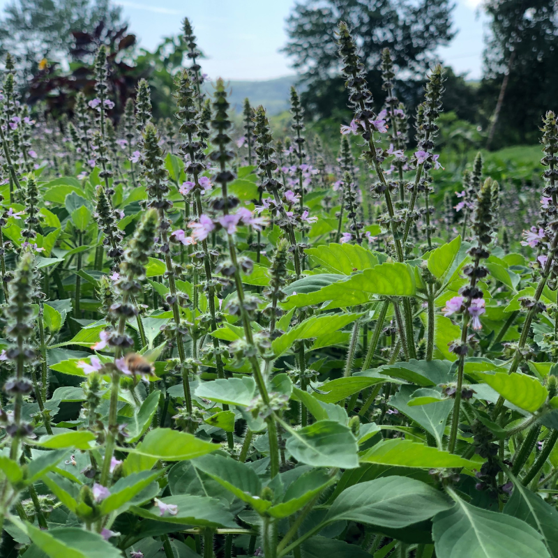 Tulsi Medicine Workshop: An Herbal Ally for Modern Times