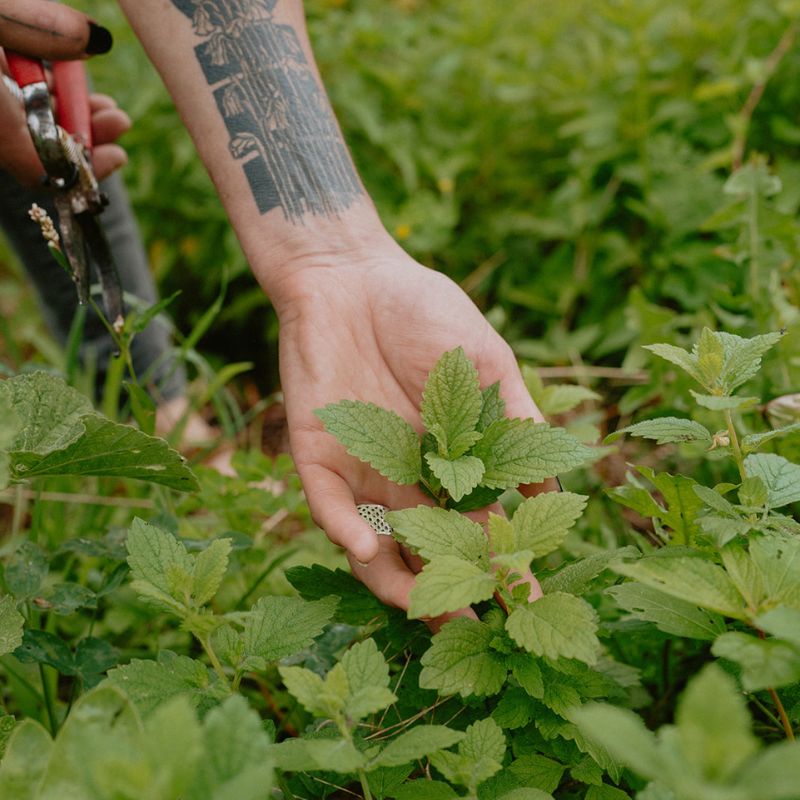 Dried Wild Mint