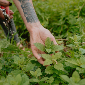 Dried Wild Mint