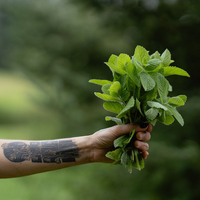 Dried Wild Mint