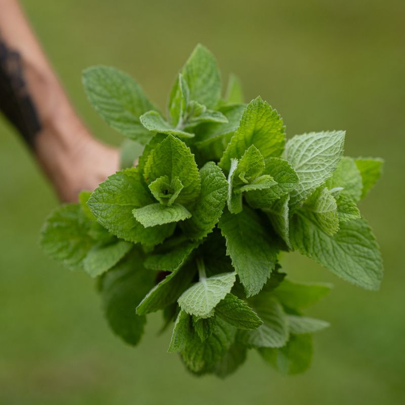 Dried Wild Mint
