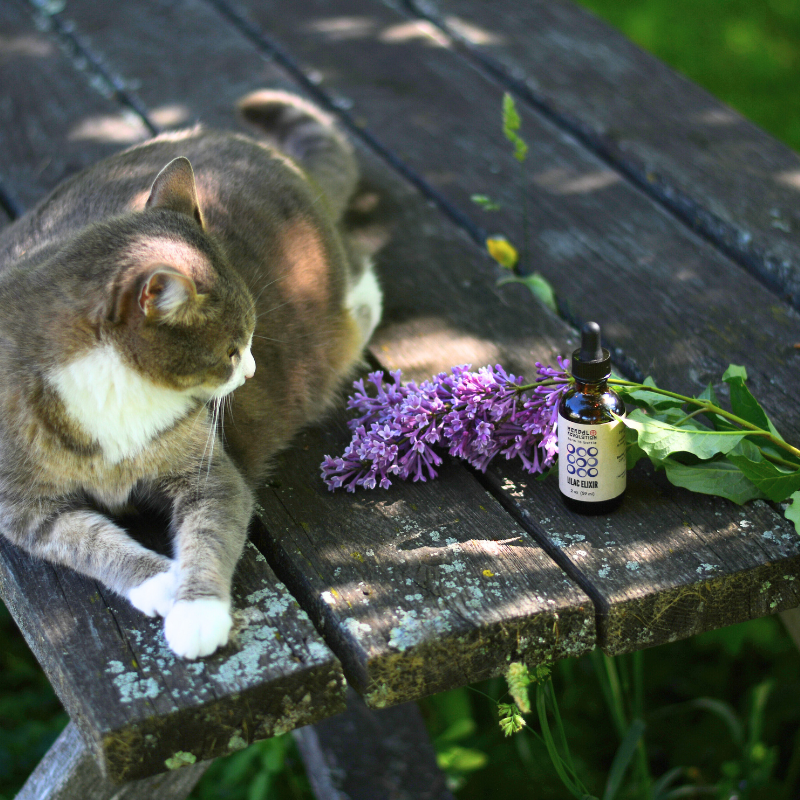 Lilac Elixir