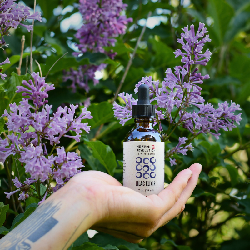 Lilac Elixir
