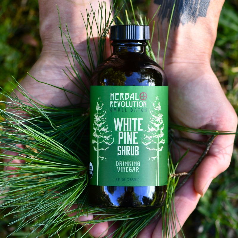 White Pine Shrub || Drinking Vinegar