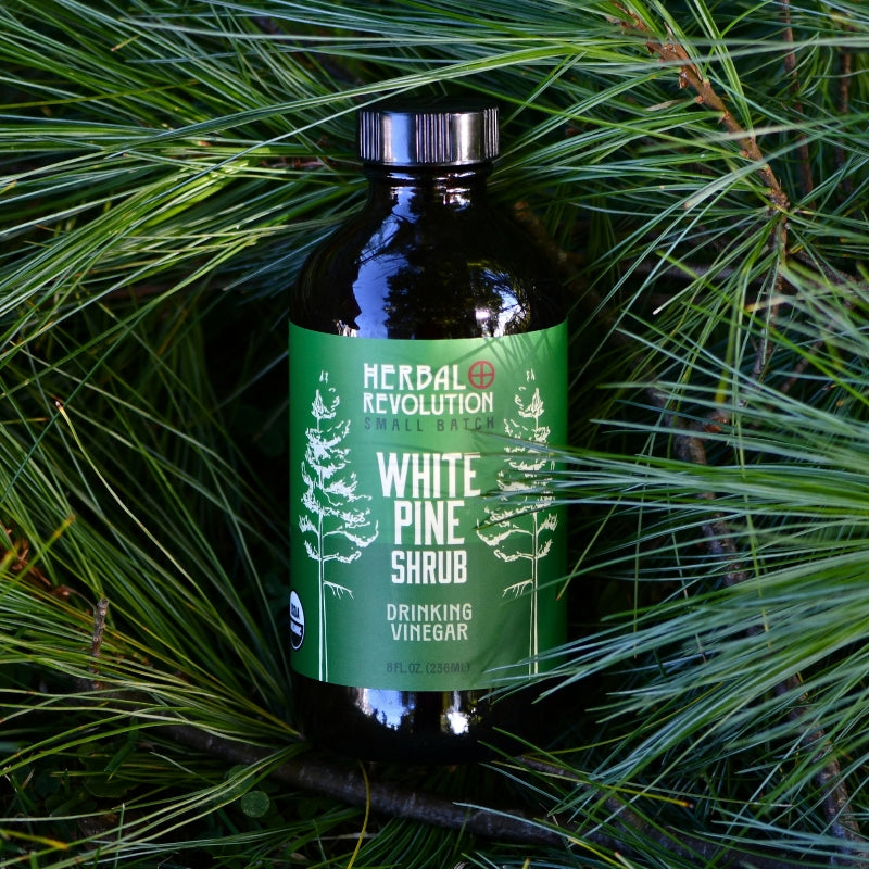White Pine Shrub || Drinking Vinegar