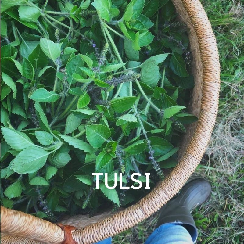 Harvesting Basket of organic Tulsi on Herbal Revolution Farm in Union, Maine