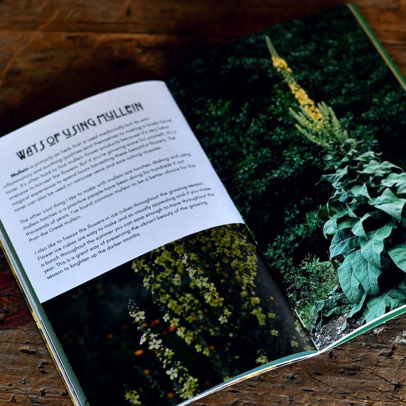 Plant of the Month Zines