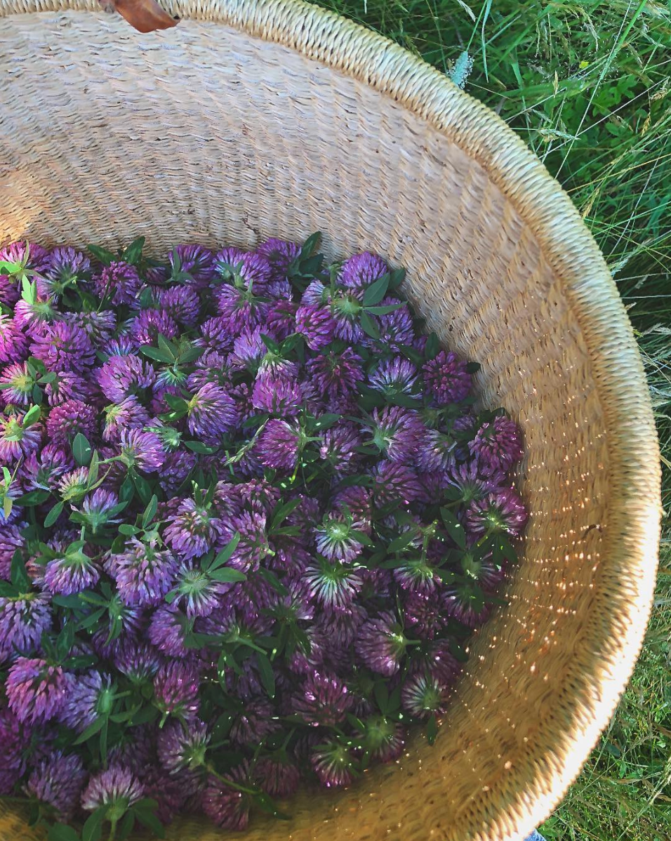 Dried Herbs - Herbalrevolution