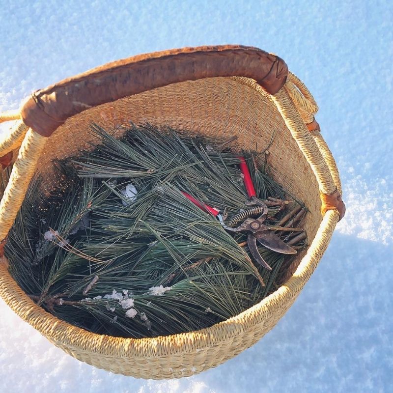 White Pine Shrub || Drinking Vinegar