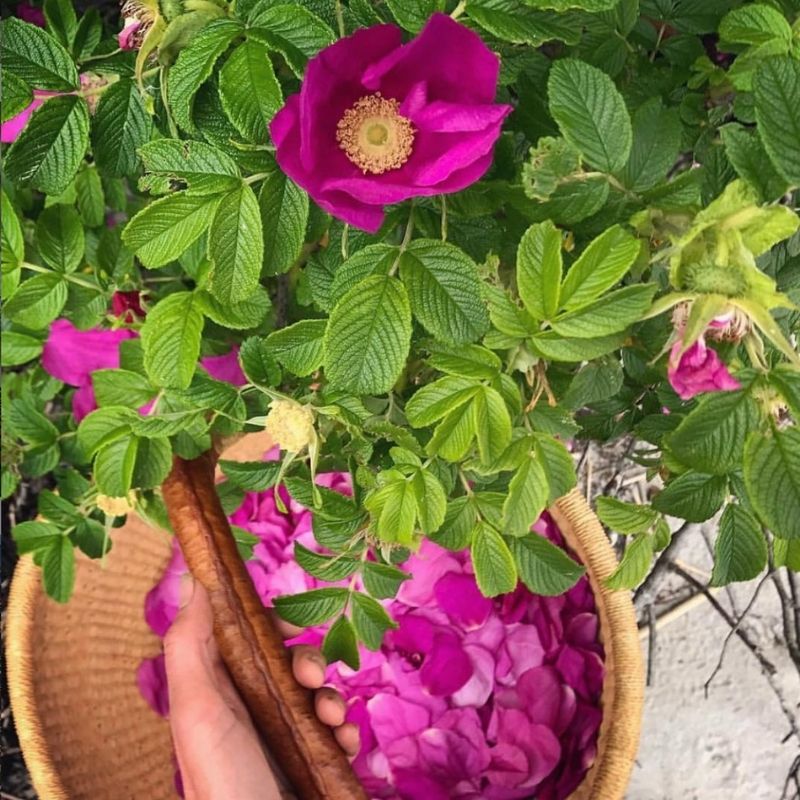 Wild Rose Elixir